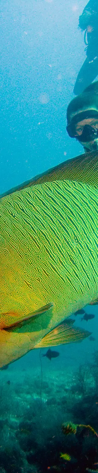 Tauchen mit Weissspitzenhaien und Lippfischen am Shark Point